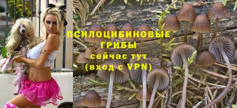 Псилоцибиновые грибы Cubensis  Ижевск 